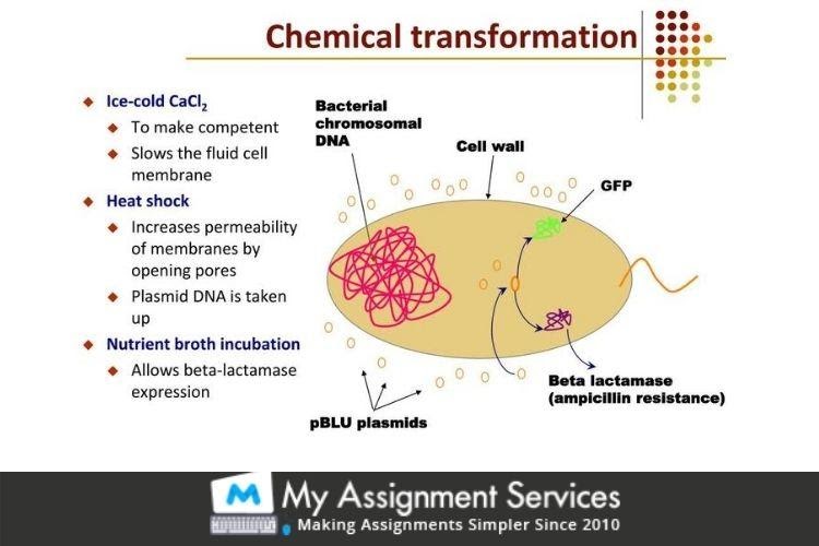 Chemical Transformation