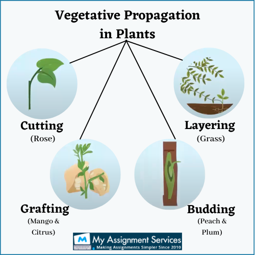 Asexual Methods of Plant Reproduction