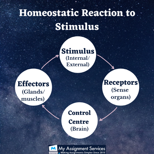 Homeostasis Reaction to stimulus