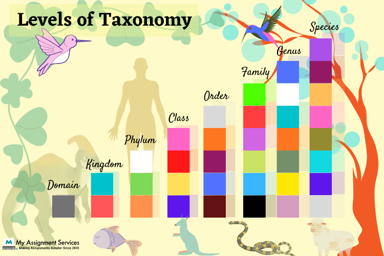Level of Taxonomy