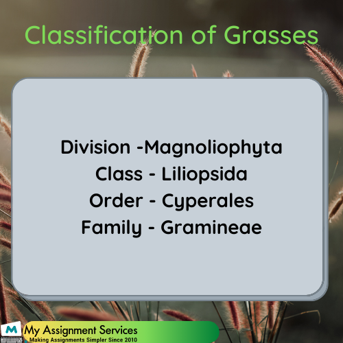 Classification of Grasses