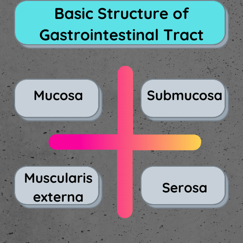 Basic Structure of Gastrointestinal Tract 
