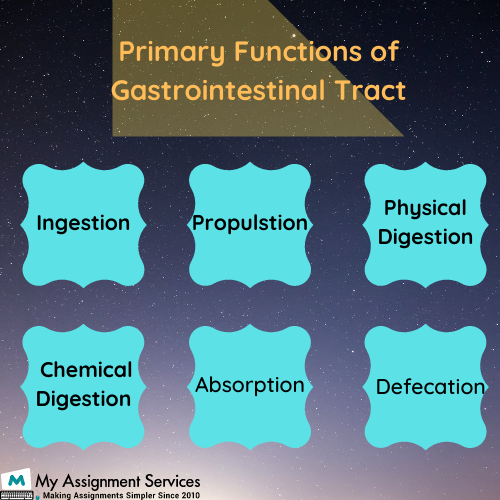 Functions of Gastrointestinal Tract Assignment Help