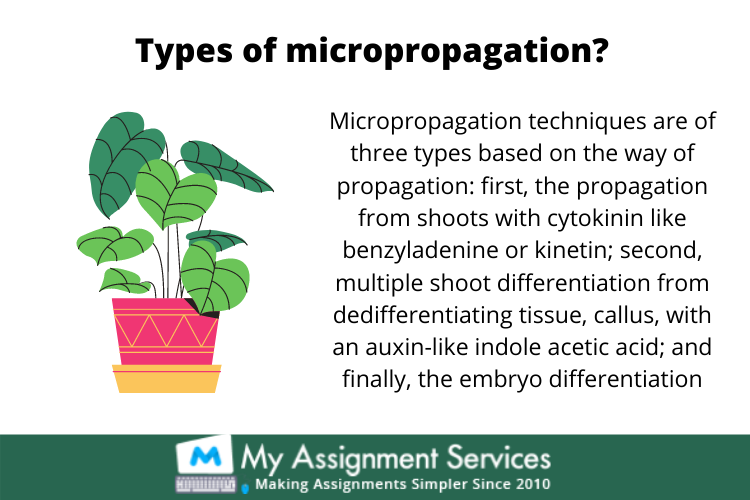 process of Micropropagation