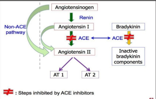image showing Function of Angiotensin-Converting Enzyme (ACE)  Inhibitors