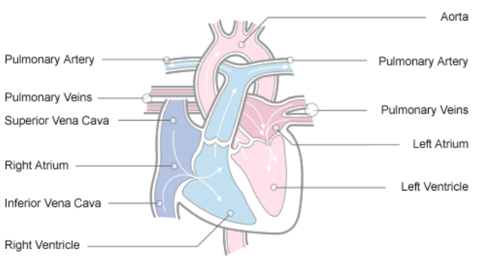 image showing the physiology of Human Heart