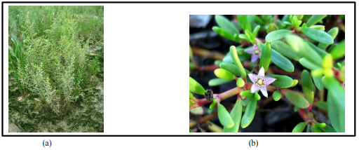 Picture of Halophytes for land restoration (a) Suaeda maritima (b) Sesuvium portulacastrum