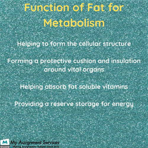 function of fat for metabolism