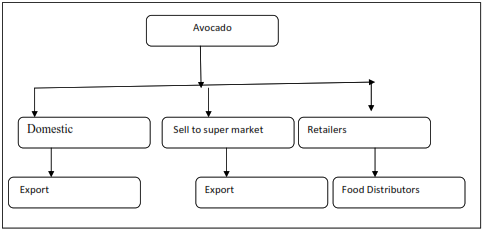 flow chart shows avocado distribution