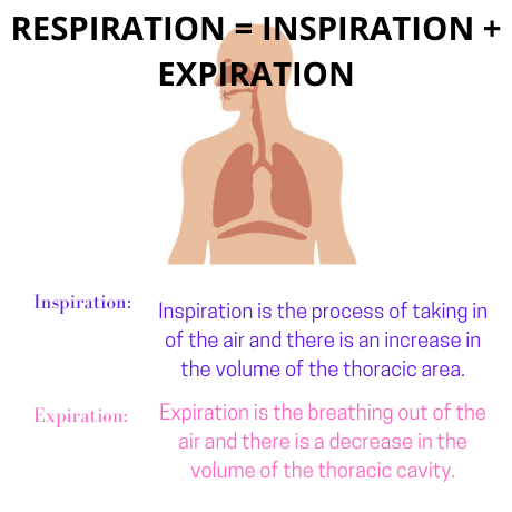 Respiratory System Homework Help