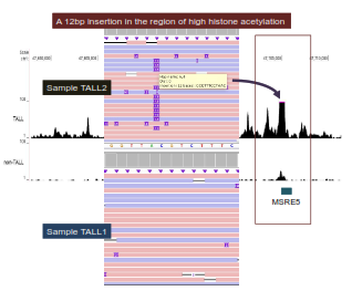 Base-Pair insertion in the region of high histone acetylation in sample two of the TALL gene