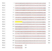 Part of the DNA sequence of the TAL1 amplicon where a 12bp insertion exists