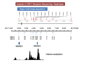 CDH1 Nanopore Sequencing MSRE3 and MSRE4 histone acetylation peaks