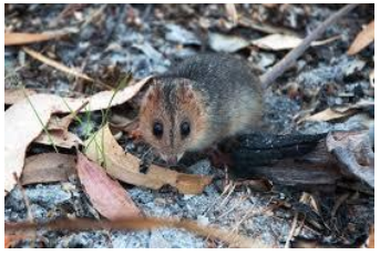90% of the Dunnart habitat gone