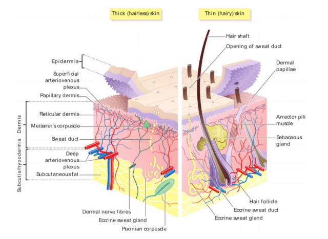 Cross section through all layers of the skin