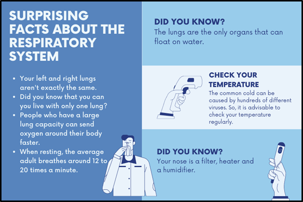 Facts about Respiratory System