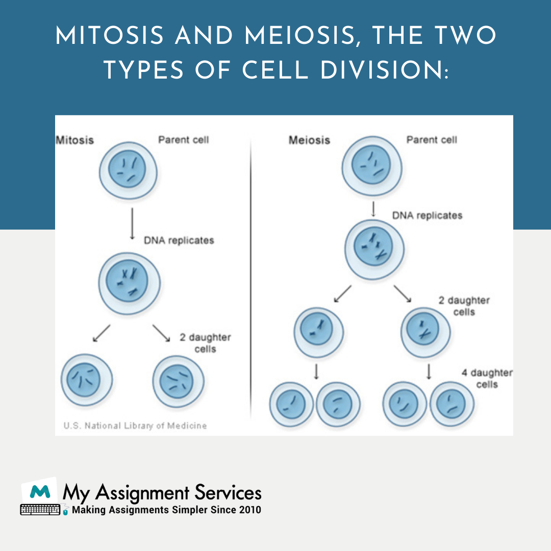 mitosis and meiosis are types of cell division