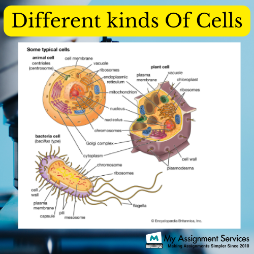 different kind of cells