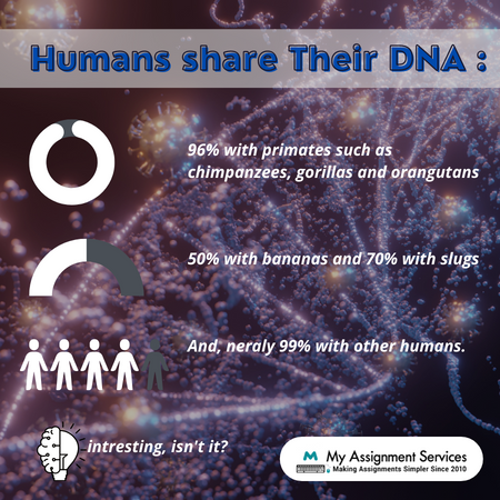human DNA